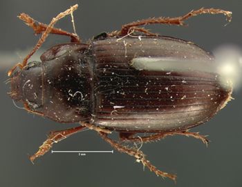 Media type: image;   Entomology 7390 Aspect: habitus dorsal view